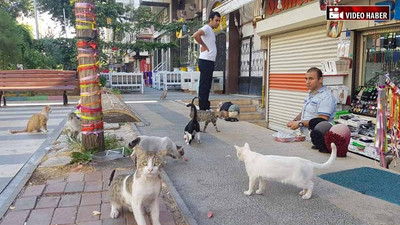 Sokak kedilerinin 8 yıl boyunca süren sabah mesaisi