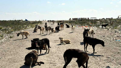 Kısırlaştırılan 300 köpek nerede?