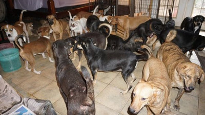 Dorian Kasırgası: Bahamalar'da bir kadın evini 97 köpeğe açtı