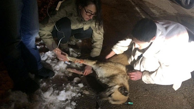 Kedi ve köpekleri zehirleyen doktora 5 yıl hapis cezası