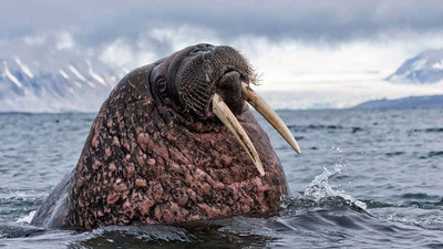 Vikingler İzlanda'daki denizayılarını dişleri için yok etmiş