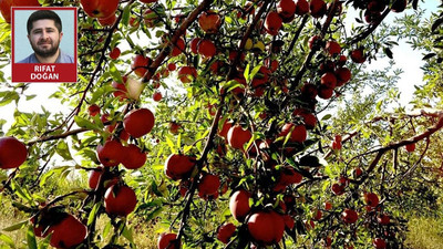 Satılacak 50 ton elma bursa dönüşecek