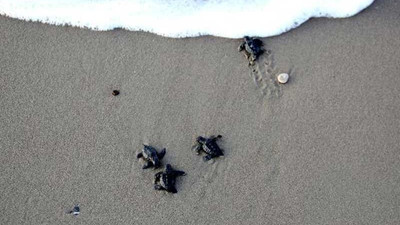 Belek'te 70 bin yavru caretta caretta denizle buluştu