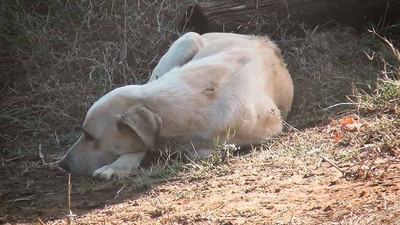 Yangında yavruları ölen köpek, olay yerinden ayrılmadı