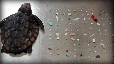 Deniz kaplumbağasının midesinden 104 parça plastik çıktı