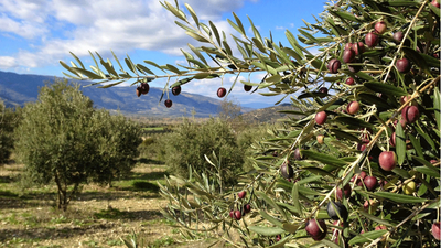 Zeytin ağacı kesmeyi AKP tekeline alıyor