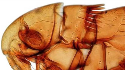 Yeni keşfettiği pire türlerine kızlarının isimlerini verdi