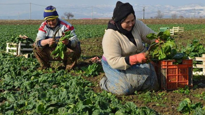 2 bin 500 dönüm ekili ıspanak tarlada kaldı