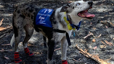 Koalaları yangından kurtarmak için eğitilen köpek Bear işbaşında