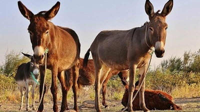 Eşeklerin nüfusu Çin'deki talep nedeniyle tehlikede