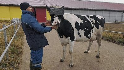 Rusya’dan ineklere depresyona karşı sanal 'mutluluk'