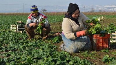 ‘Zehirli ıspanak’ üreticiyi üzdü