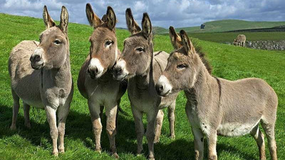 TBMM Başkanlığına önerge verildi: At, eşek ve katır etinin nerede kullanılacağı açıklansın