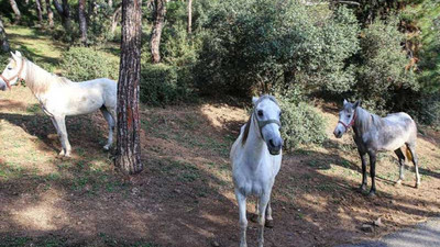 Adalar Kaymakamlığı'ndan yeni hamle