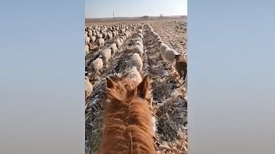 Çinli çoban, 400'den fazla koyununa askeri düzende yürümeyi öğretti