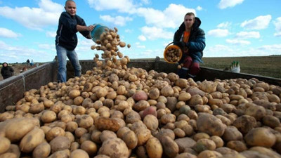 Patates ve kuru soğan ihracatına kısıtlama