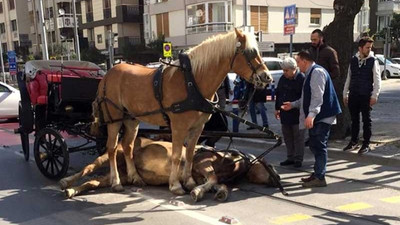 Adalar'daki fayton ve atları İstanbul Büyükşehir Belediyesi satın alıyor