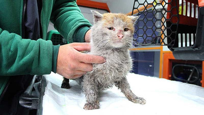 Depremde yaralanan kedi Antalya'ya ulaştı