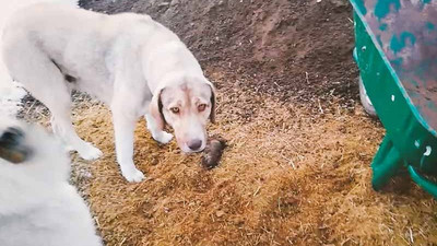 Köpek ölen yavrusunu kendisi gömdü