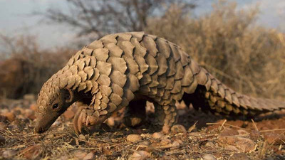 Koronavirüs pangolinden bulaşmış olabilir