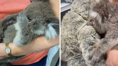 Öksüz koala, oyuncak ayıyı annesi zannetti