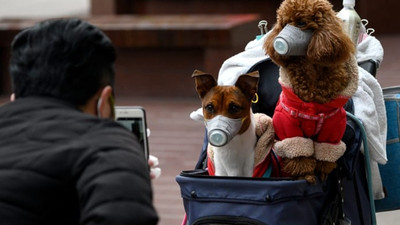 Koronavirüsü ilk kez bir köpekte görüldü