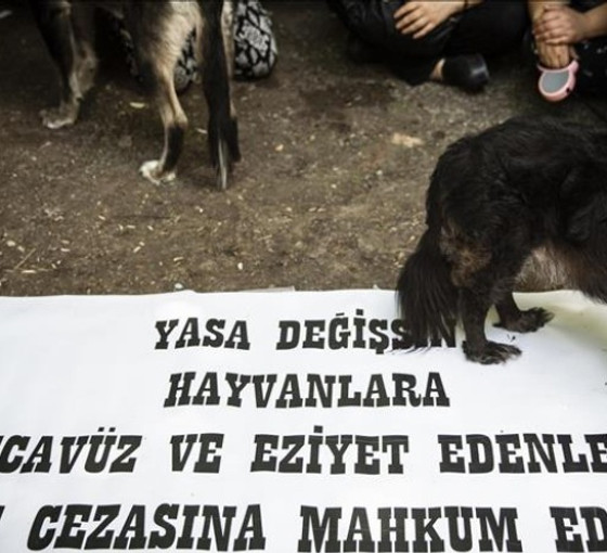 'Şirine' kediyi dördüncü kattan atan sanık hakim karşısında
