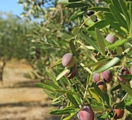 Zeytinlikleri madenciliğe açan yönetmelik iptal edildi