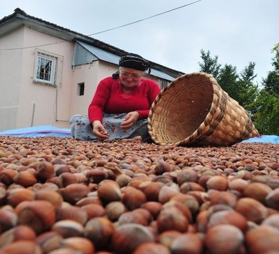 CHP, 2 Ağustos’ta Giresun'da fındık mitingi düzenleyecek