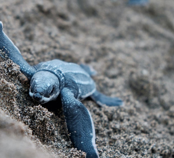 Yavru 'caretta caretta'lar denizle buluştu