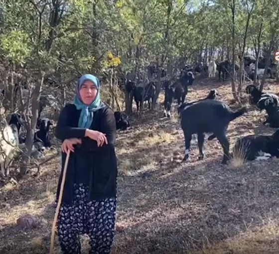 Sarıkeçililerin yaylalardan dönüşü başladı: Ferman padişahınsa dağlar bizimdir