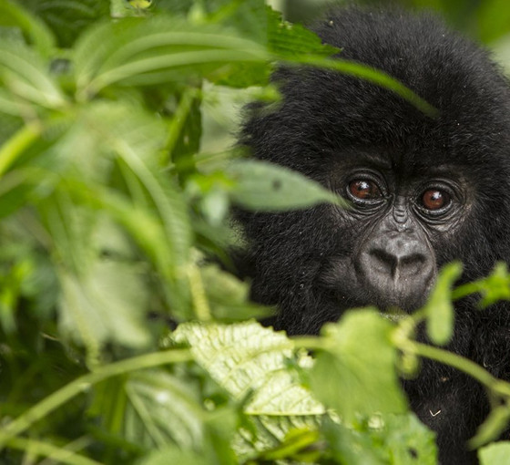 Bolluktan yok oluşa: WWF'e göre yaban hayatı popülasyonu yüzde 69 azaldı