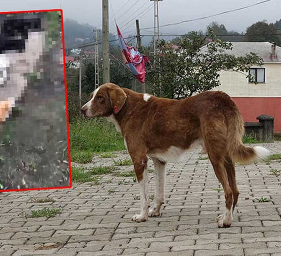 Trabzon'da 'Kimyasalla toplu köpek ölümü’ iddiasına soruşturma
