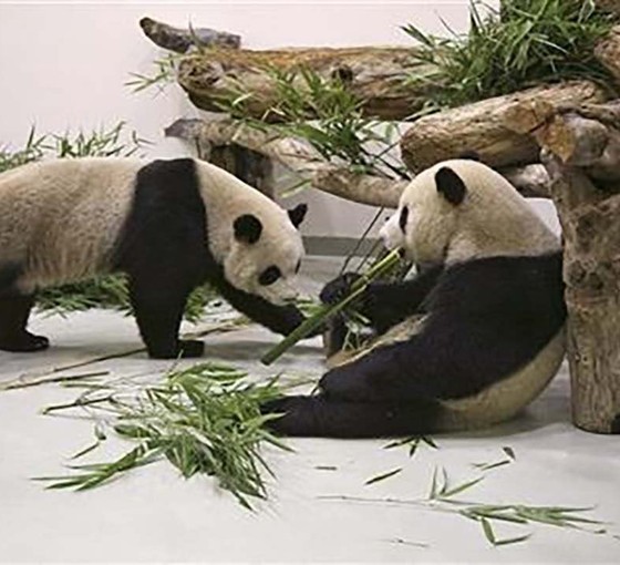 Çin ile Tayvan arasındaki ilişkilerin sembolü olan panda öldü