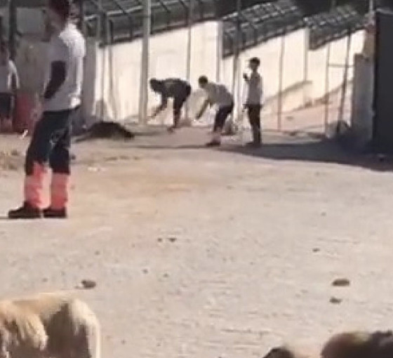 Hayvan bakımevindeki katliamın şüphelileri kendilerini savundu