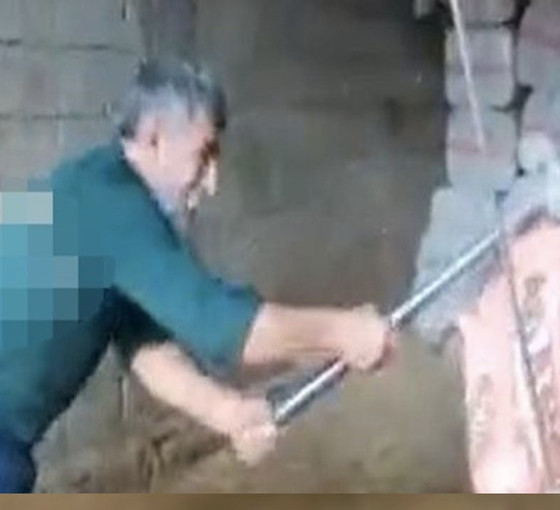 Keseceği boğayı balyozla başına vurarak öldürdü: Dört kişi gözaltında