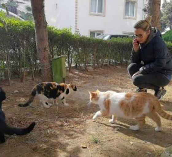 Beş ayda baktığı dört kedi öldürüldü: 'Sitede katil var'