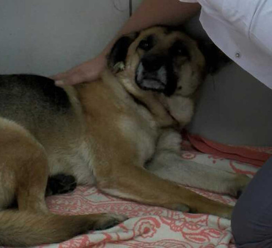 Sarıyer'de köpeği boğmaya çalışan saldırgan ikinci kez gözaltına alındıktan sonra tutuklandı