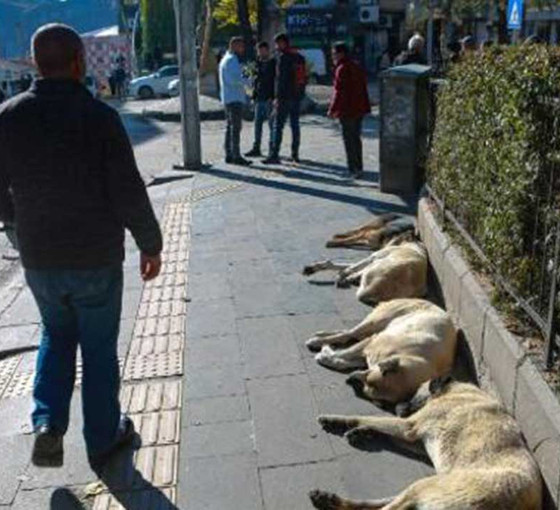 Dersim'de son 10 yılda sokak hayvanlarına şiddet olmadı