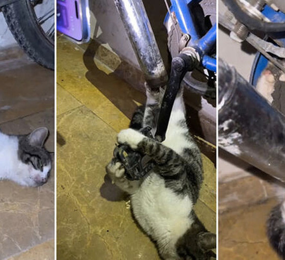 Bisikletin zincirine ayağı sıkışan kedi kurtarıldı