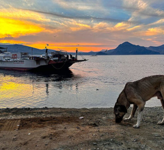 Dersim'de feribot seferinde en yoğun saatin geliri, sokak hayvanlarına