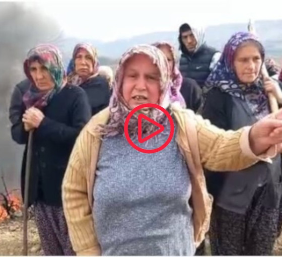 Taşova'da OSB inşaatı için ceviz ağaçları kesildi