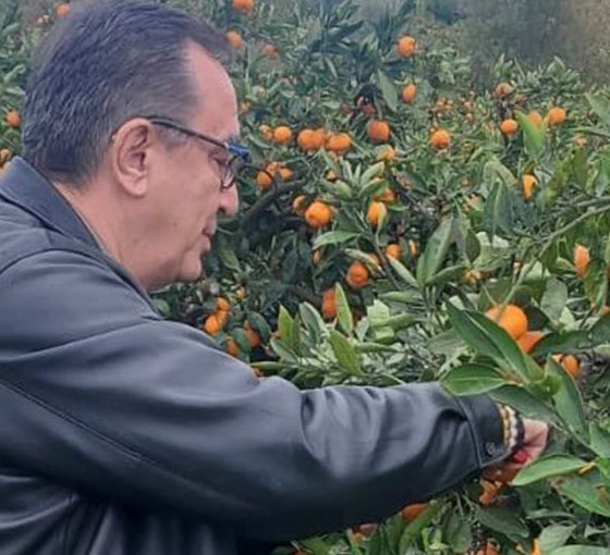 LÖSEV'den çağrı: 500 ton mandalina 20 günde satılmazsa bozulacak