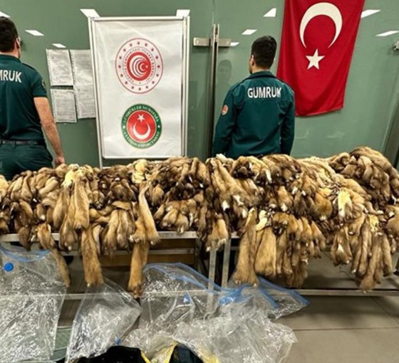 İstanbul Havalimanı'nda 1200 samur postu ele geçirildi: Piyasa değeri 1 milyon 450 bin TL