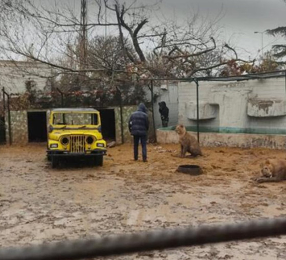 Ankara’da ziyarete kapalı hayvanat bahçesinden aslan kaçtı