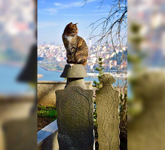 İstanbul'da mezar yeri fiyatlarına da zam: 45 bin liraya yükseldi