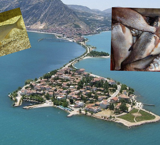 Eğirdir Gölü'nde ekokırım: Dört balık türü yok oldu, altı tür tehdit altında