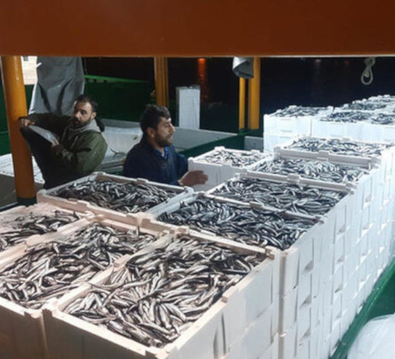 Cide'de balıkçılar 5 bin kasa hamsi ile döndü