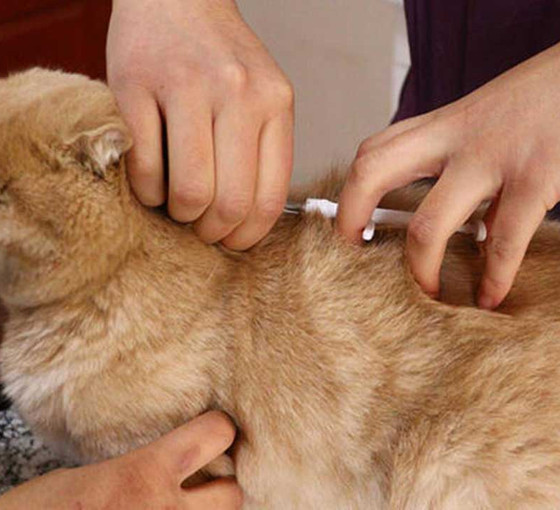 6 milyon hayvandan sadeceyüzde 25'i çiplendi: 'Sokağa terk edilmeler asıl şimdi başlayacak'
