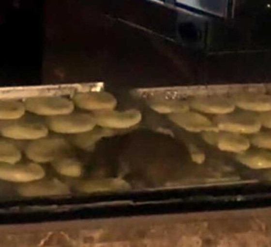 Yiyeceklerin üzerinde fare gezen işletme mühürlendi